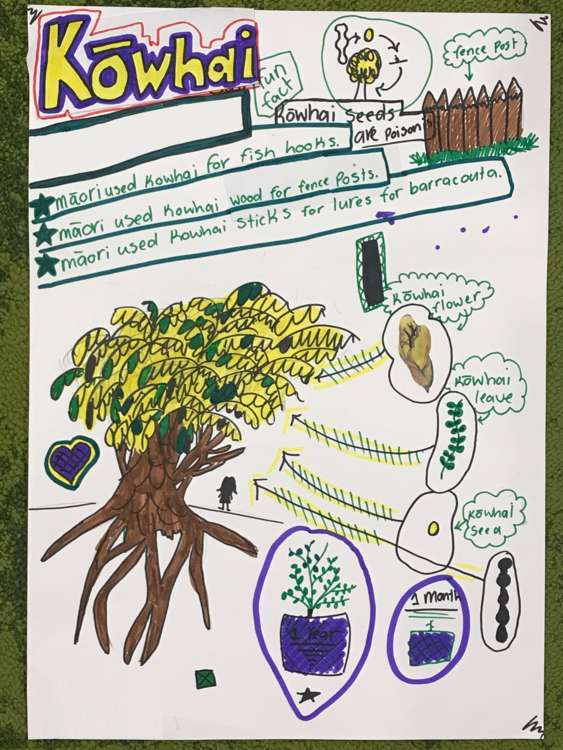 Student infographic with facts and drawings of kōwhai resources