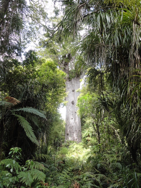 Kauri tree surrounded by kiekie and ferns, New Zealand forest