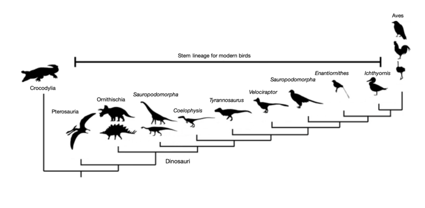 A simple diagram showing the evolutionary path of birds 