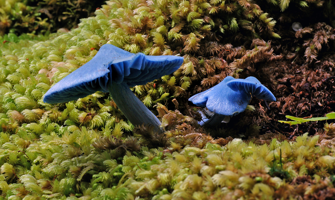 Blue fungi (Entoloma hochstetteri) and mosses on forest floor.