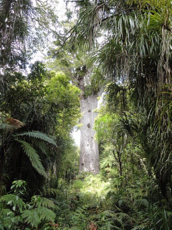 He kauri kua karapoia e te kiekie me te kaponga 