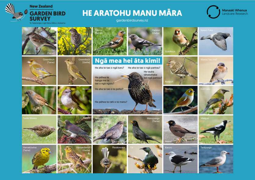 He aratohu ki ngā manu ka kite pea koe i tō iāri i muri i NZ