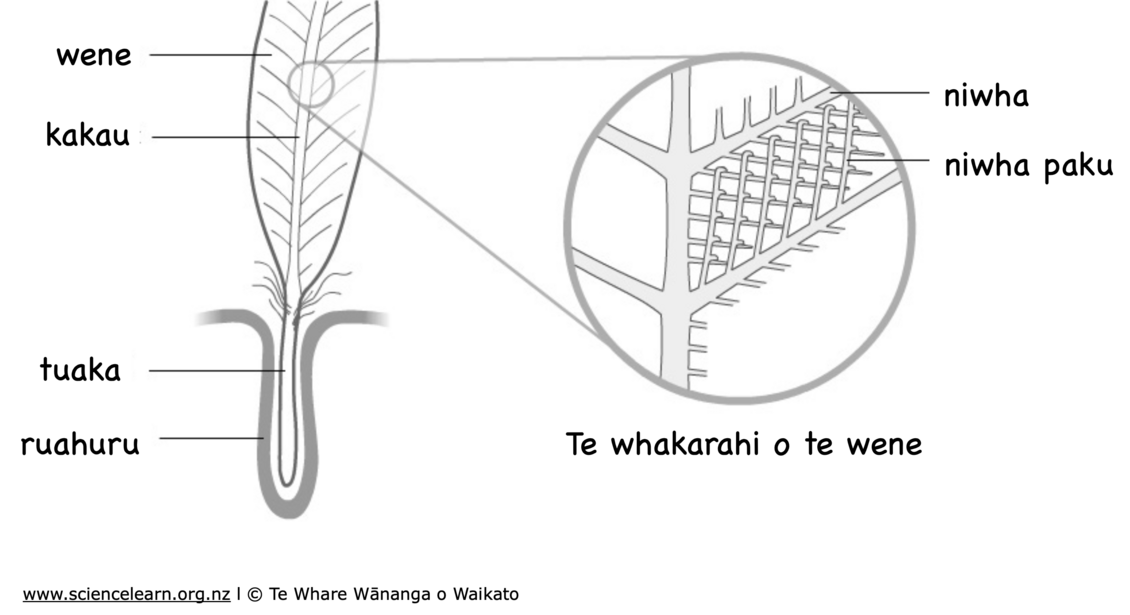 Ngā wāhanga o te huruhuru