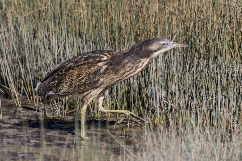 Bittern hunting for prey in wetlands of New Zealand