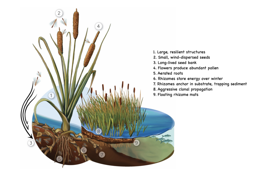 Diagram of the raupō plants adaptations