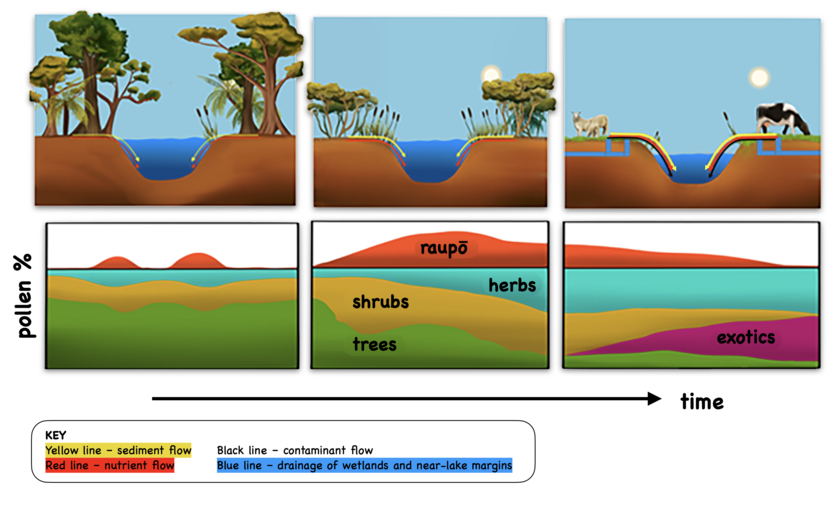 Raupō plant response to environmental change