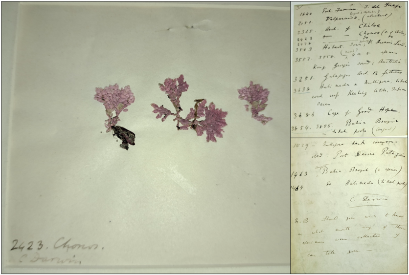 1830s mounted seaweed specimen with hand written notes