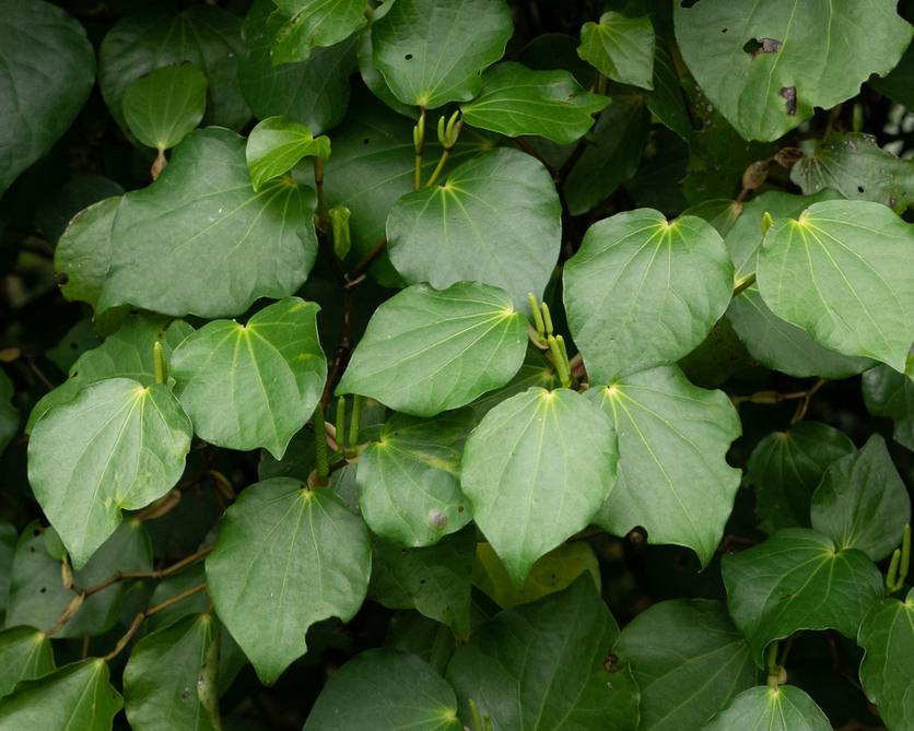 Kawakawa leaves and unripe berry clusters. 
