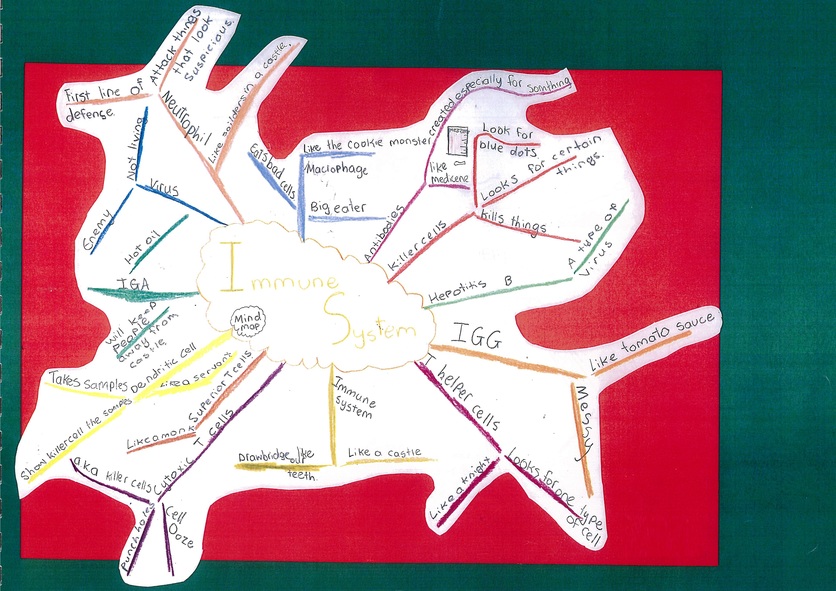 Student mind map drawing on the Immune system