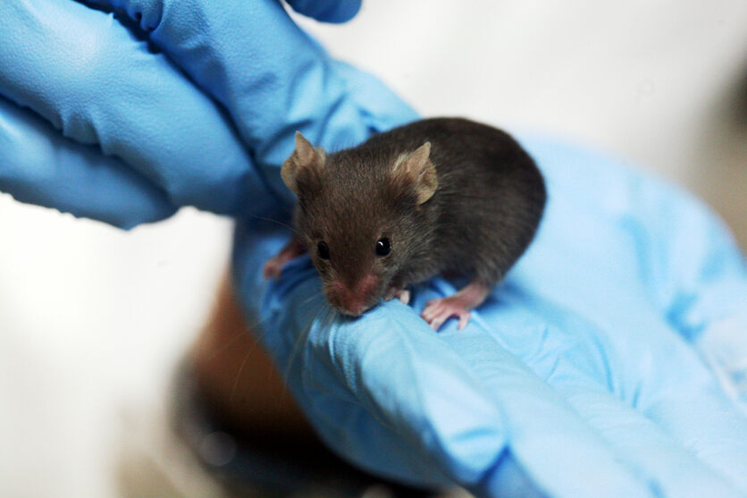Blue gloved hands holding a lab mouse. 