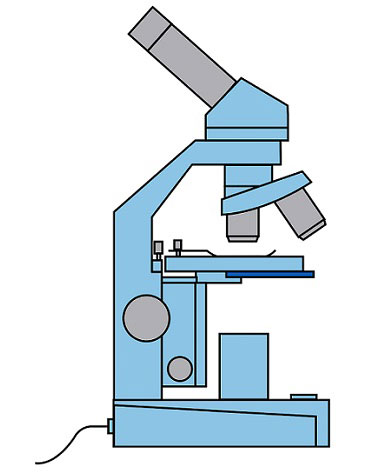 compound light microscope diagram and functions