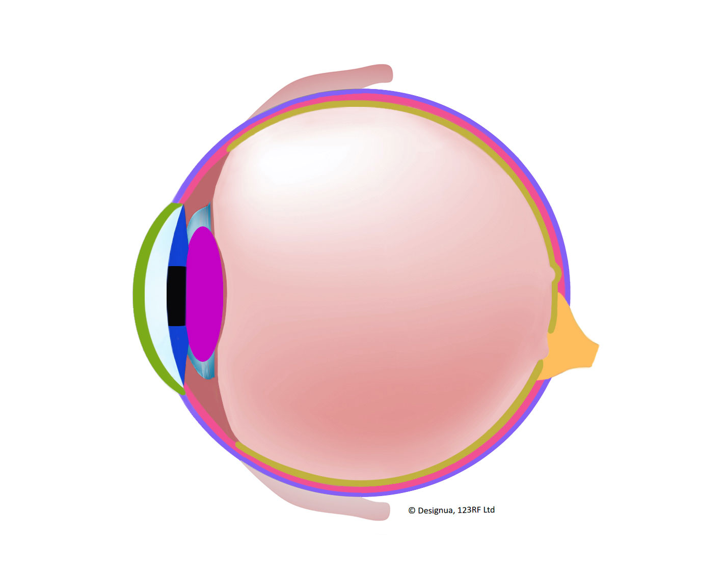 Human Eye Diagram For Kids