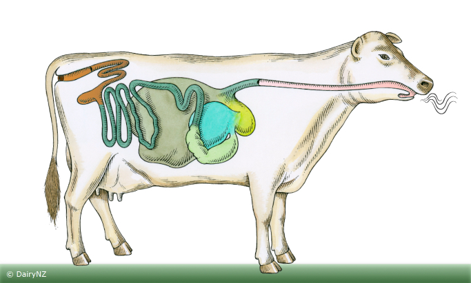 Label a cow's digestive passage — Science Learning Hub