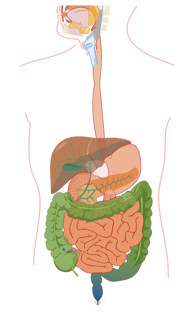 Label the human digestive system — Science Learning Hub